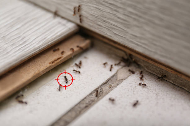 Pest Control for Restaurants in Oran, MO