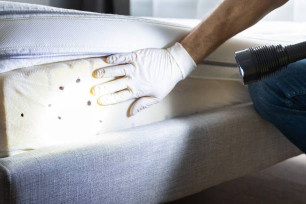 Best Pest Control for Restaurants  in Oran, MO